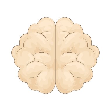 Beyin, sinir sisteminin bilgi işlemekten ve eylemleri kontrol etmekten sorumlu merkezi organıdır..