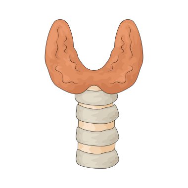 Tiroit hormon üretimi yoluyla metabolizmayı düzenleyen bir bezdir..