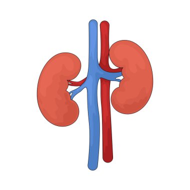 Böbrekler, kandaki atıkları filtreleyen ve sıvı dengesini sağlayan organlardır..