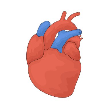 Kalp organı, kanı tüm vücuda yayan bir kas pompasıdır..