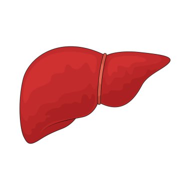 Karaciğer detoksifikasyon, metabolizma ve besin depolamasından sorumlu hayati bir organdır..