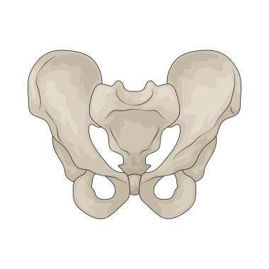 Leğen kemiği omurgayı destekleyen ve alt karındaki organları koruyan kemikli bir yapıdır..