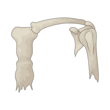 Kürek kemiği, üst kolu köprücük kemiğine bağlayan düz bir kemiktir..