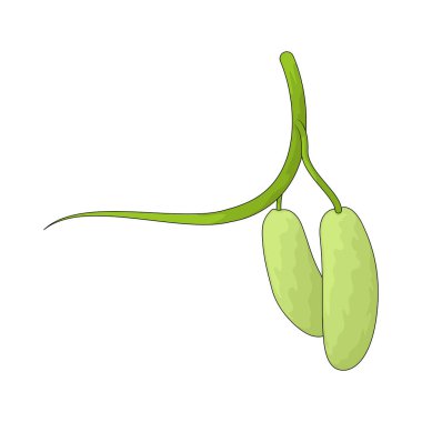 Şişe kabağı, genellikle çorba ve köri yapımında kullanılan hafif etli açık yeşil bir kabaktır..