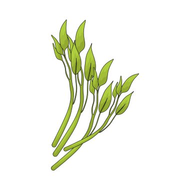 Su ıspanağı hızlı büyüyen, içi boş, çoğunlukla sotelenmiş ya da kaynatılmış yeşil bir sebzedir..