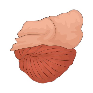 Beyin parçası, beynin özel işlevleri olan belirli bir bölgesini ifade eder..