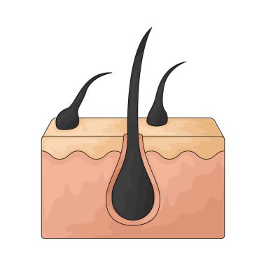 Saç kökleri, tüylerin uzadığı derideki küçük yapılardır..