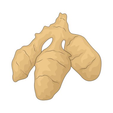 Güneş boğması, fındıklı ve tatlı aromalı kökü olan bir sebzedir..