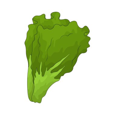 Marul sık sık salatalarda kullanılan yeşil yapraklı bir sebzedir..