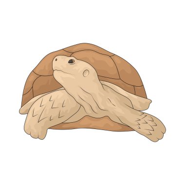 Kaplumbağa sert kabuklu bir sürüngendir. Vücudunu korur ve karada ya da suda yaşar..