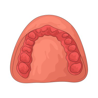 Diş kalıbı, yenilenme ve alet yapımında kullanılan diş izleridir..