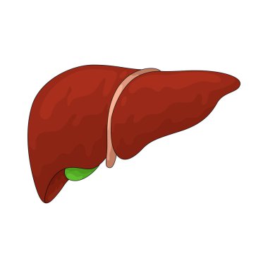 Karaciğer, vücudu zehirden arındıran, besinleri işleyen ve safra üreten temel bir organdır..