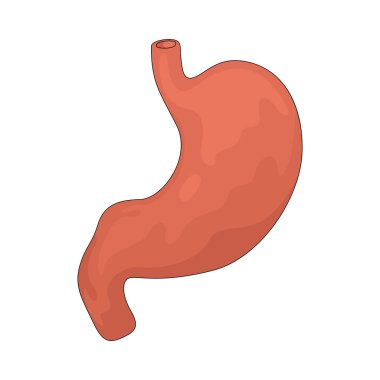 Mide asitler ve enzimler kullanarak besinleri parçalayan bir sindirim organıdır..