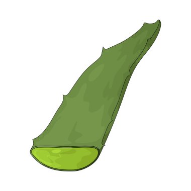 An aloe vera leaf is a plant leaf used for soothing sunburned skin.