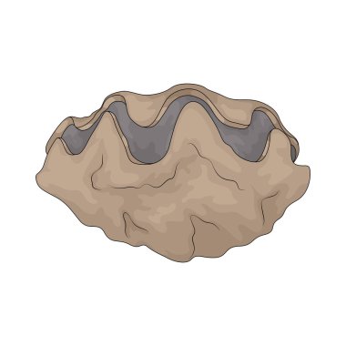 Midye kabuğu, deniz tarağını koruyan sert bir kabuktur. Genellikle plajlarda bulunur..