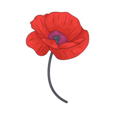 Haşhaş, ölen askerlerin anısını simgeleyen bir çiçektir..