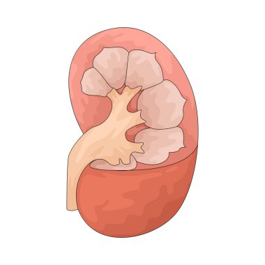 Böbrekler atıkları ve kandaki fazla sıvıları filtreleyen organlardır..
