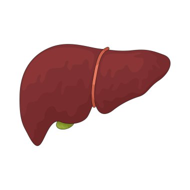 Karaciğer detoksifikasyon, metabolizma ve besin işleminden sorumlu hayati bir organdır..