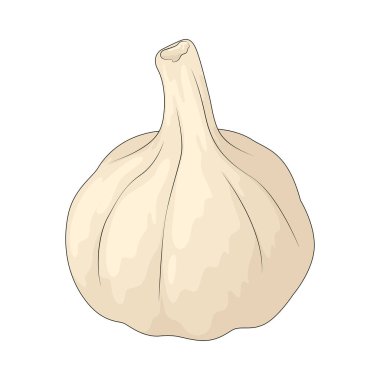 Sarımsak, pişirmede baharat olarak kullanılan sert aromalı bir ampuldür..