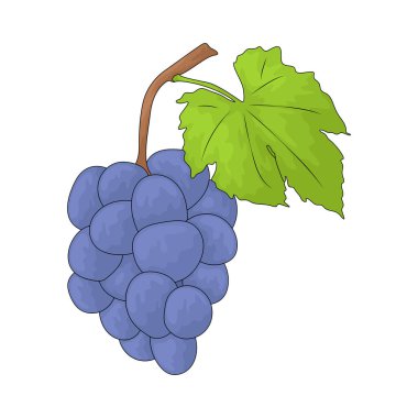 Üzümler küçük yuvarlak meyvelerdir ve kümeler halinde büyürler ve taze veya kurutulmuş olarak yenebilir..