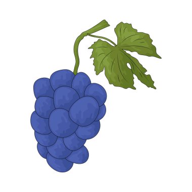 Üzüm, kümeler halinde büyüyen ve taze ya da kuru yenebilen küçük, yuvarlak bir meyvedir..