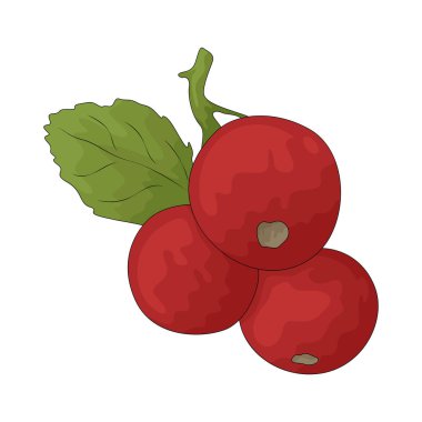 Frenk üzümü, genellikle tatlılarda kullanılan turta tadında parlak kırmızı bir duttur..