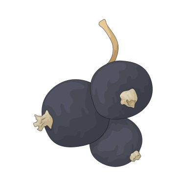 Frenk üzümü, güçlü aromalı ve besin değeri yüksek küçük bir kara duttur..