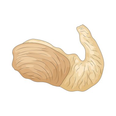 Geoduck, lüks bir deniz ürünleri malzemesi olarak kabul edilen, uzun bir sifonlu büyük bir midyedir..
