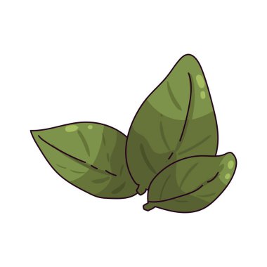 Fesleğen yaprakları genellikle İtalyan ve Güneydoğu Asya yemeklerinde kullanılan aromatik bitkilerdir..