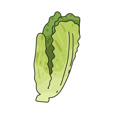 Romaine marulu Sezar gibi salatalarda sıkça kullanılan gevrek yapraklı bir yeşildir..