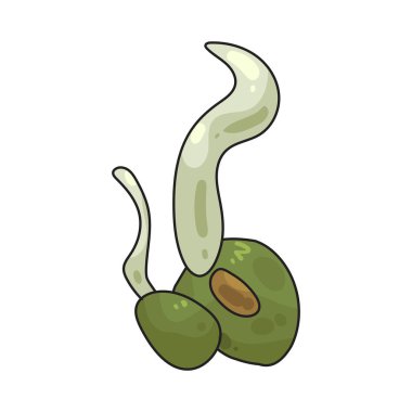 Filizlenmiş tohumlar çiğ ya da pişmiş yenir, tazelik ve besin yoğunluğu için değerlidir..