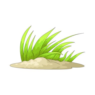 Kıyı otları sahil ve kıyı bölgelerinin yakınında yetişir..