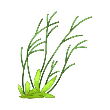 Çimenler ince ince yayılmış ve yapraklar arasında görünür toprak var..