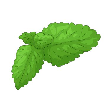 Nane yaprağı, genellikle yiyecek ve içeceklerde kullanılan serin bir tadı olan hoş kokulu bir yapraktır..