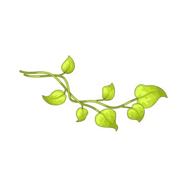 Asma yaprağı, asma yaprakları arasında yetişen bir yaprak türüdür..