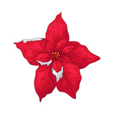 Kırmızı noktalı yıldız neşe ve şenlik ruhunu simgeleyen geleneksel bir Noel bitkisidir..