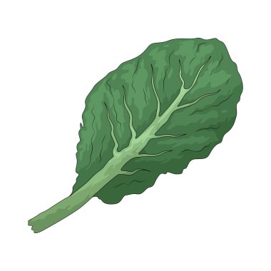 Karalahana, geniş, koyu yeşil yapraklarıyla bilinen yeşil yapraklı bir sebzedir..