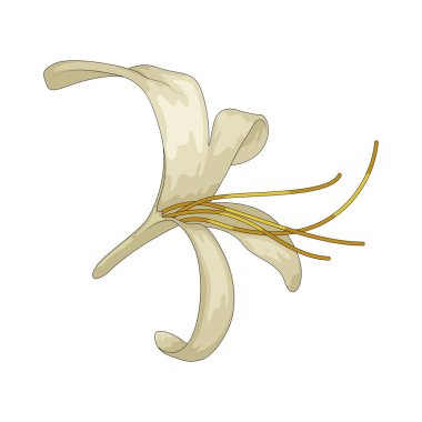 Hanımeli tüp şeklinde, nektar zengini çiçeklerle kokulu bir tırmanış bitkisidir..