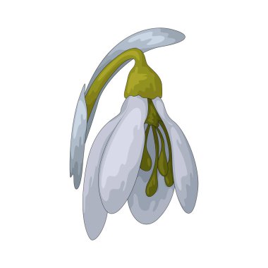 Kar damlası çiçeği, kışın sonunda ortaya çıkan ve genellikle karın içinden geçen küçük beyaz bir çiçektir..