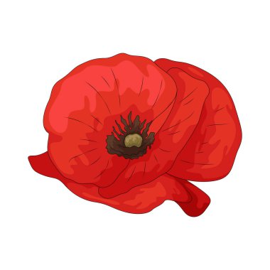 Haşhaş, kağıt yaprakları ve koyu merkezi gözü olan narin bir çiçektir..