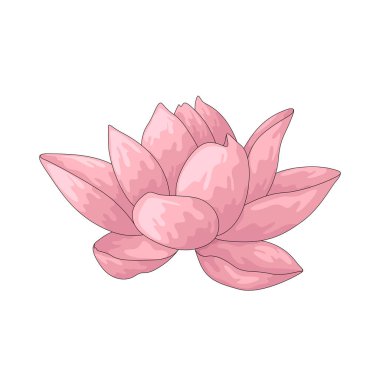 Nilüfer, su yüzeyinde güzel bir şekilde yükselen bir su çiçeğidir..