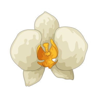 Orkide, eşsiz şekli ve karmaşık desenleri nedeniyle hayran olunan egzotik bir çiçektir..