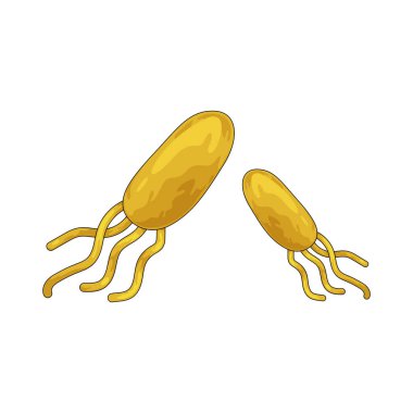 Bakteriler enfeksiyonlara neden olan ya da vücut fonksiyonlarını destekleyen mikroskobik organizmalardır..