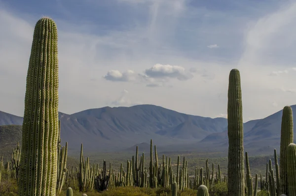 Krajobraz las Cactus w Meksyku Zapotitlan — Zdjęcie stockowe