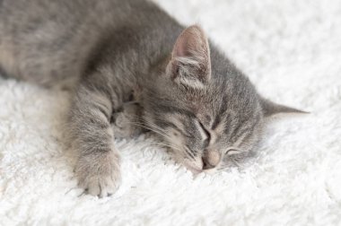 Küçük gri çizgili kedi yavrusu rahat bir evde beyaz bir halıda uyuyor. Seçici keskinlik. Yakın plan.