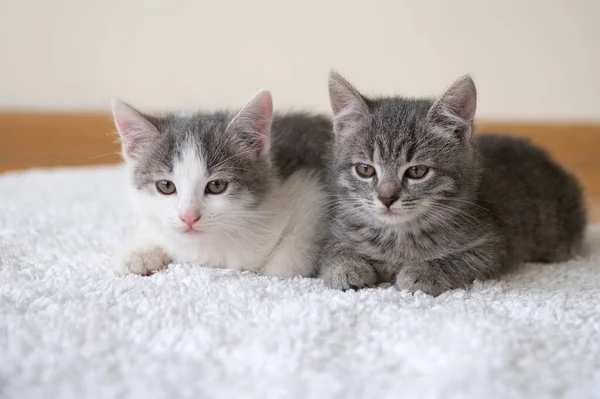 Два Милых Котенка Сидят Дома Белом Коврике Кошки Смотрят Камеру — стоковое фото