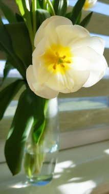 Pencere kenarındaki şeffaf vazoda güzel beyaz bir lale duruyor. İlk bahar çiçekleri. Mobil fotoğraf