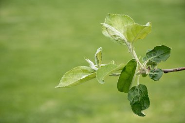 Yeşil arka planda yaprakları olan bir elma dalı. Güneşli bahar günü