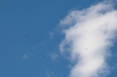 Göçmen bir kuş sürüsü gökyüzünde daireler çiziyor. Leylekler üremek ve nüfuslarını arttırmak için anavatanlarına döndüler..