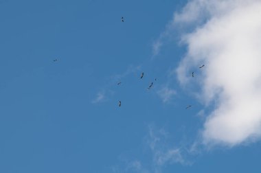 Göçmen bir kuş sürüsü gökyüzünde daireler çiziyor. Leylekler üremek ve nüfuslarını arttırmak için anavatanlarına döndüler.